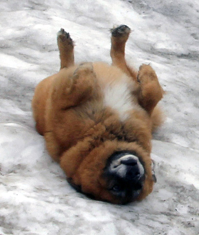 med_Gletschereis-Massage.jpg (407 x 480)